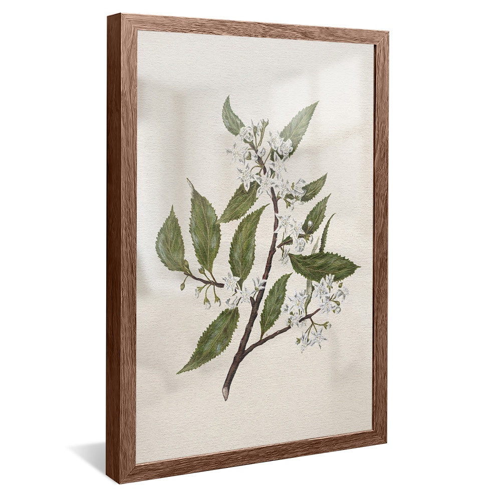 New Zealand Mallow V2495 Canvas