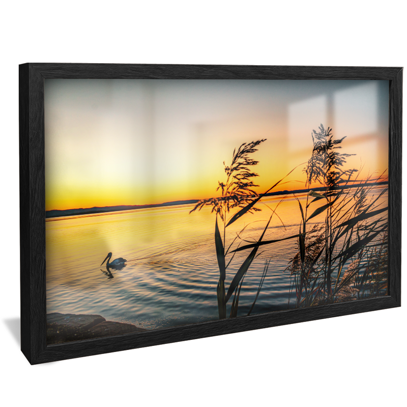 Pelican on Lake V1574 Canvas