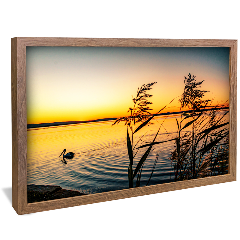 Pelican on Lake V1574 Canvas