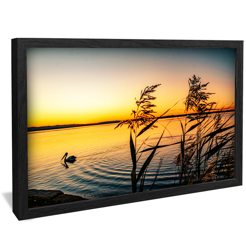 Pelican on Lake V1574 Canvas