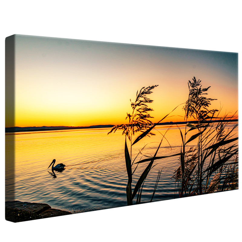 Pelican on Lake V1574 Canvas