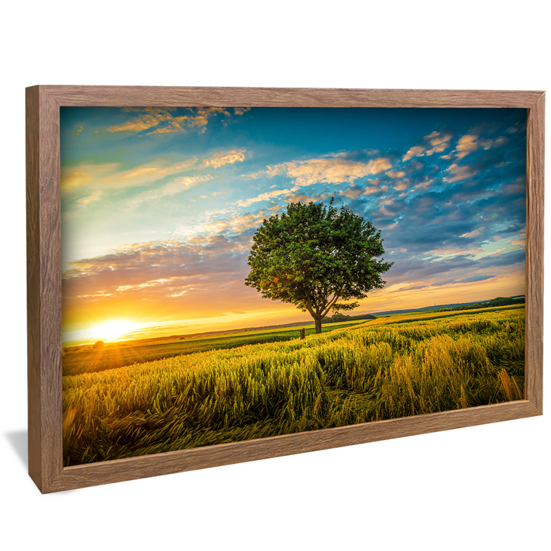 Tree in Field V1551 Canvas
