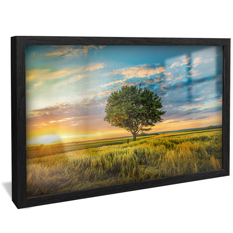 Tree in Field V1551 Canvas