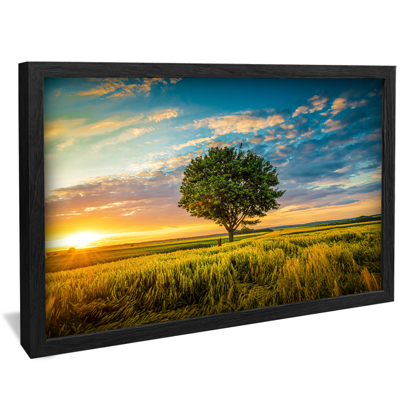 Tree in Field V1551 Canvas