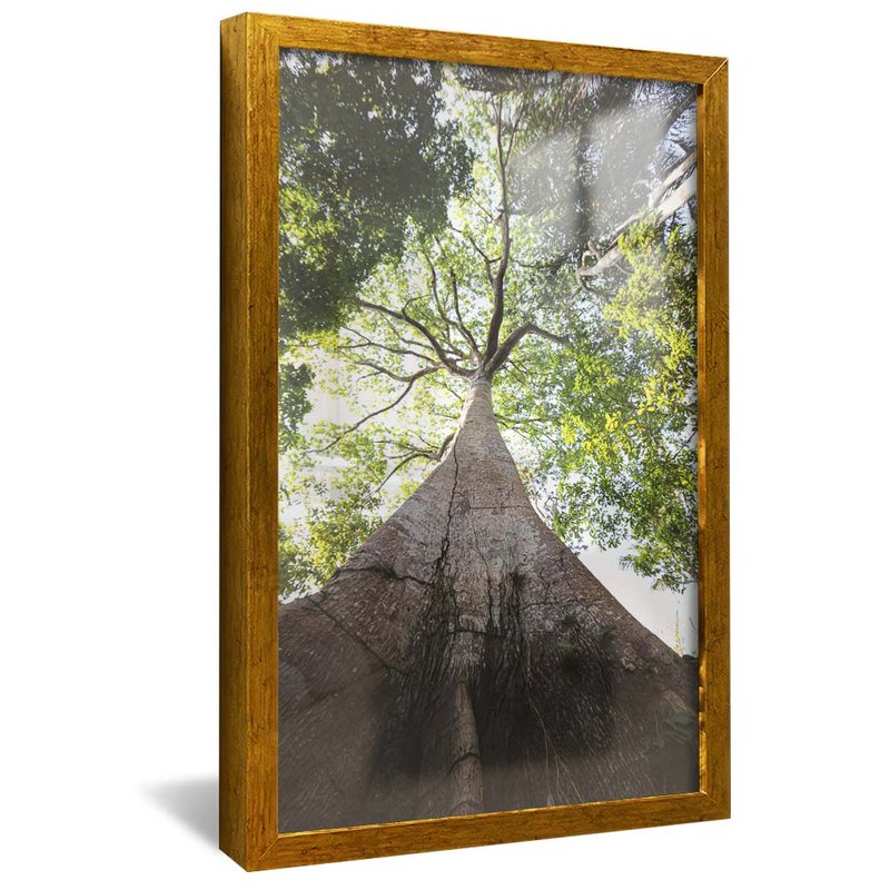Tree in the Forest V1969 Canvas
