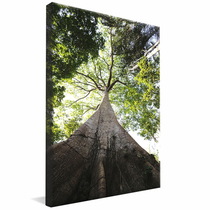 Tree in the Forest V1969 Canvas