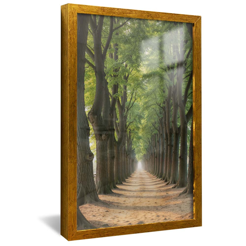 Path Between the Trees V2258 Canvas
