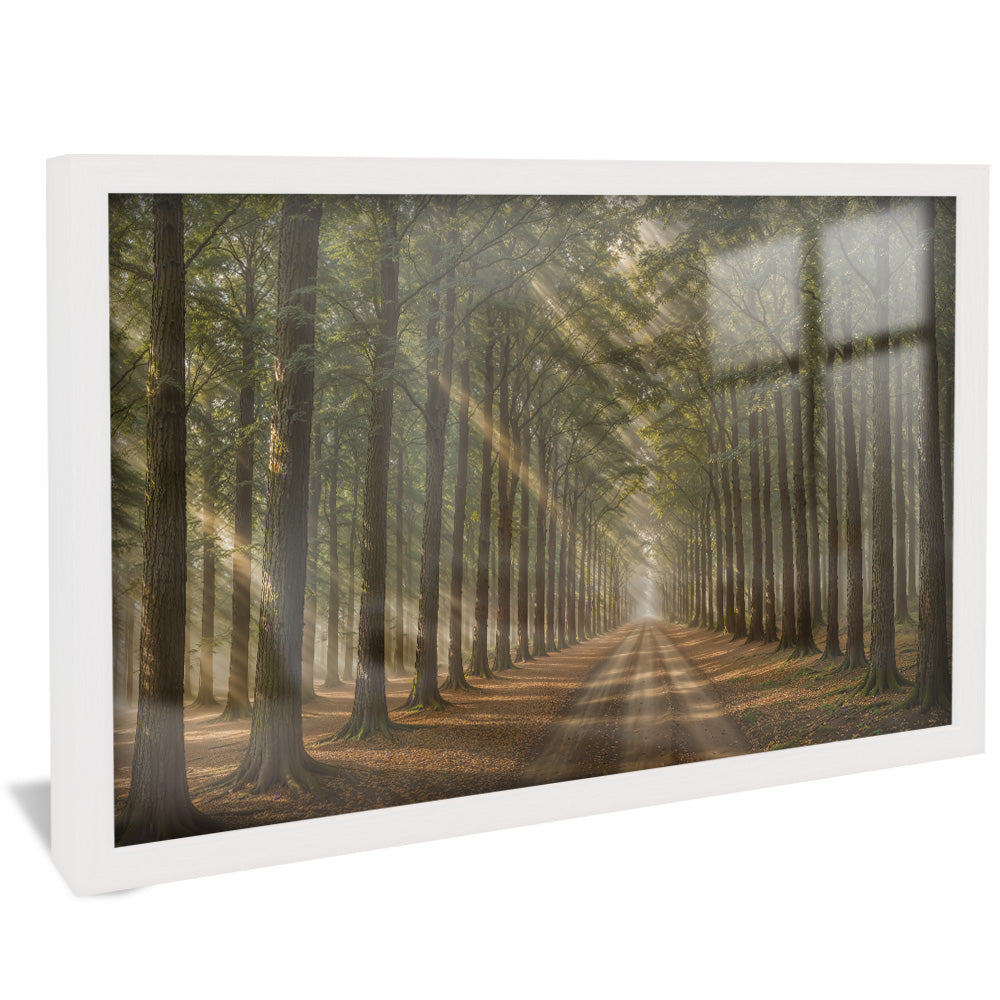 Path in the Forest V2410 Canvas