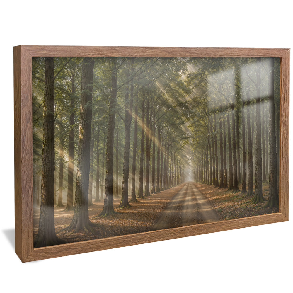 Path in the Forest V2410 Canvas