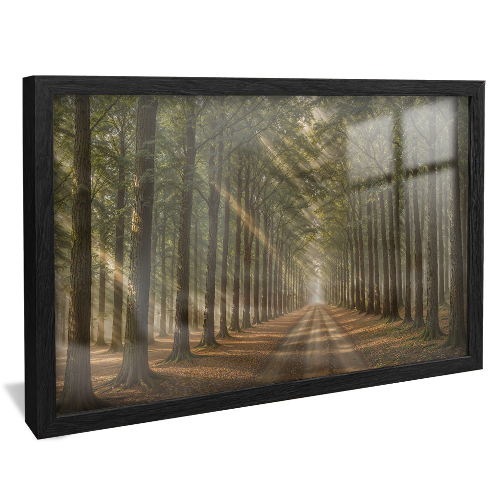 Path in the Forest V2410 Canvas