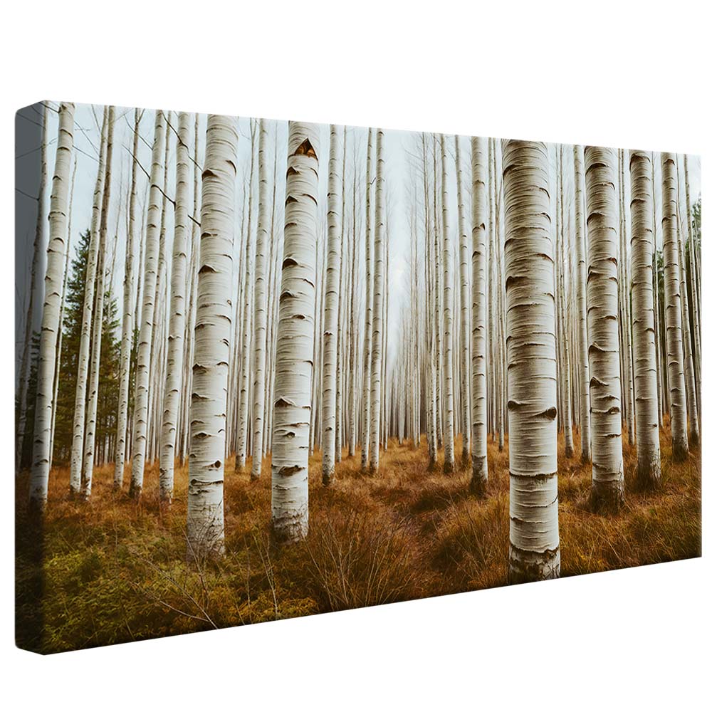 Aspen Grove V2276 Canvas