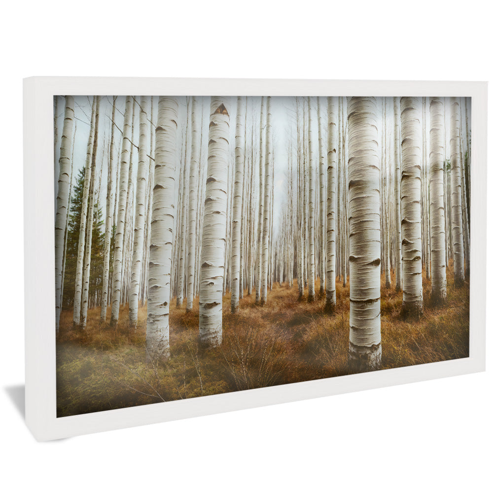 Aspen Grove V2276 Canvas