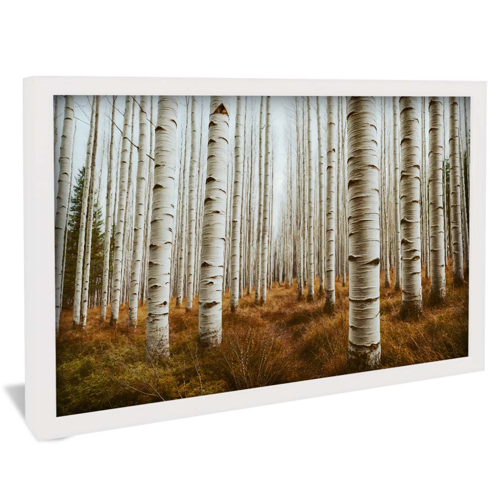 Aspen Grove V2276 Canvas