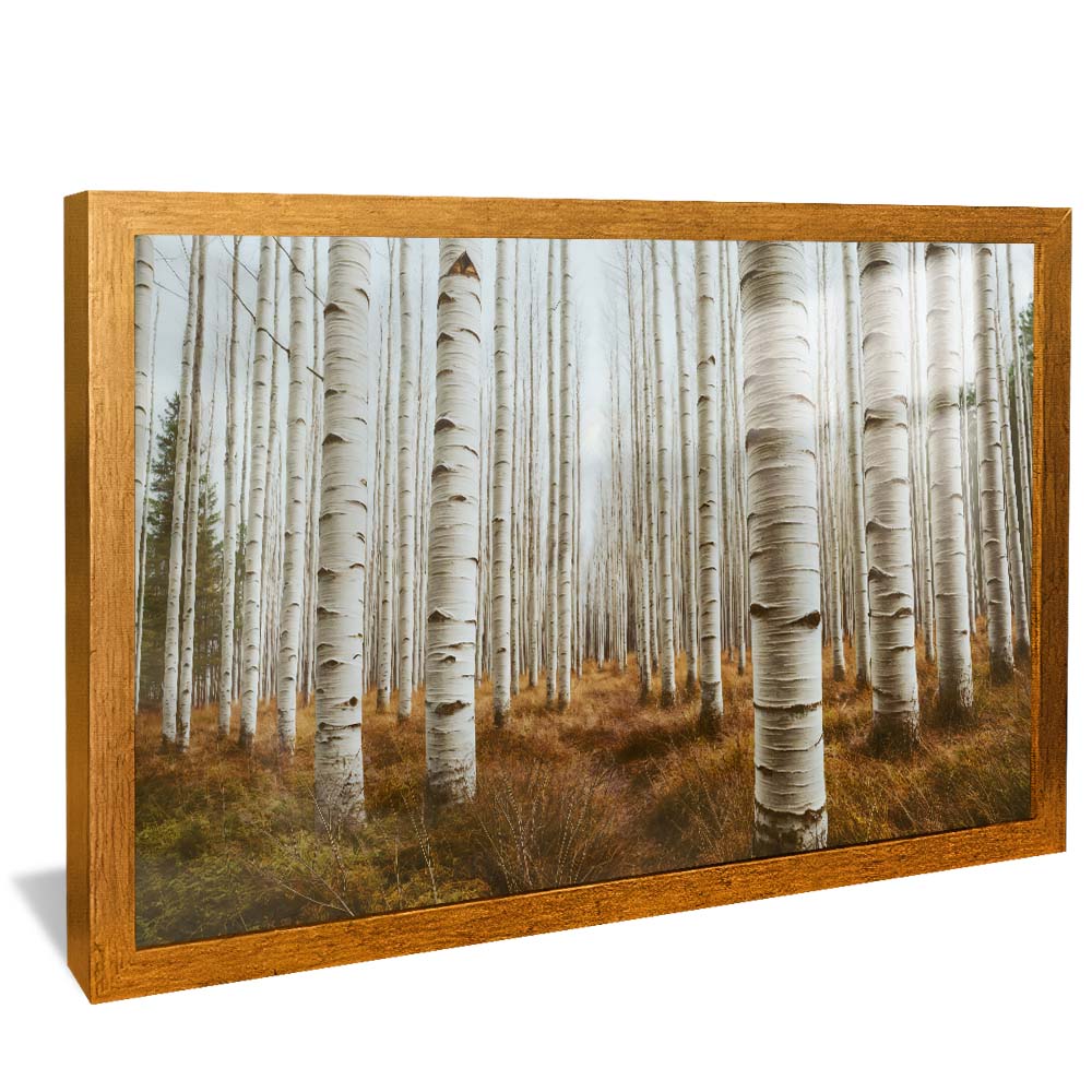 Aspen Grove V2276 Canvas