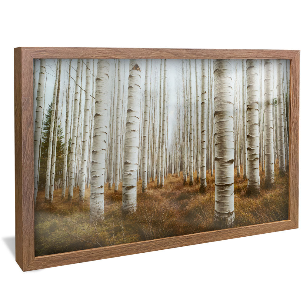 Aspen Grove V2276 Canvas