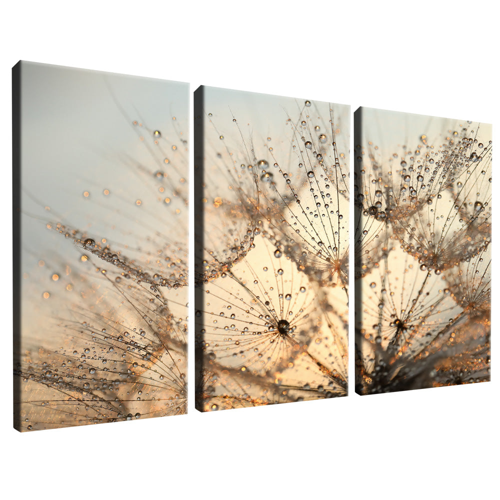 Dandelion Trio V2201 Canvas