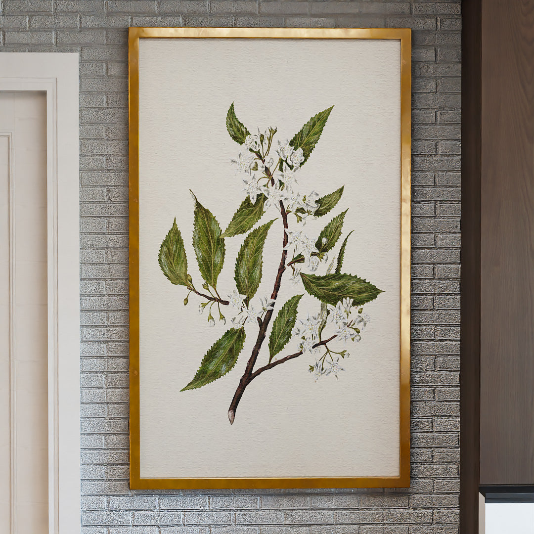New Zealand Mallow V2495 Canvas