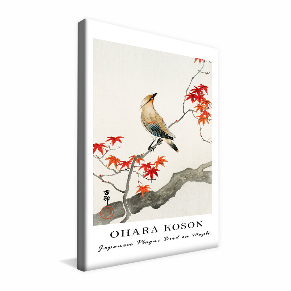 Ohara Koson Japanese Plague Bird on Maple V2407 Canvas
