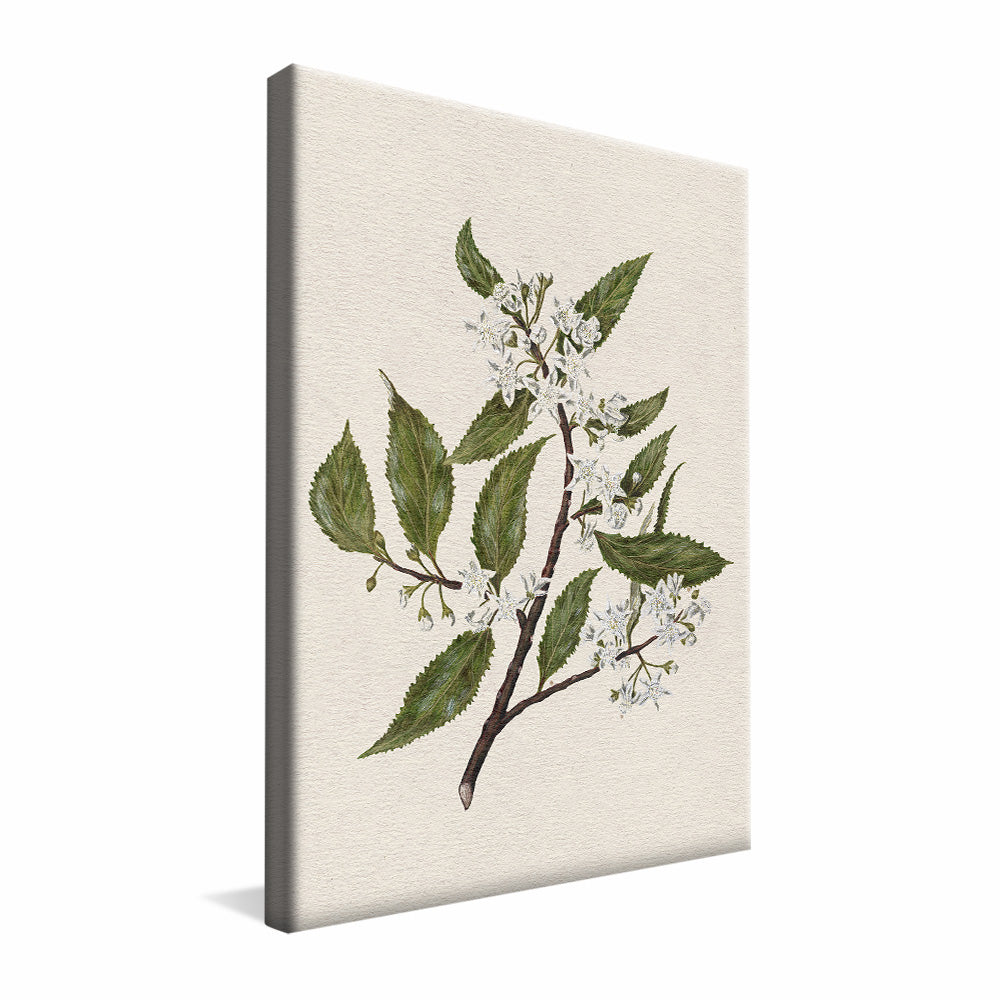 New Zealand Mallow V2495 Canvas