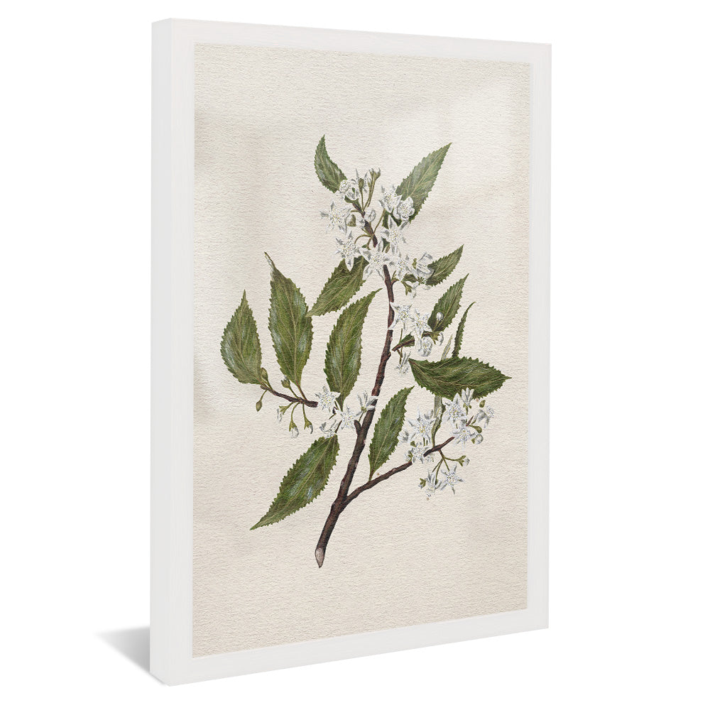 New Zealand Mallow V2495 Canvas