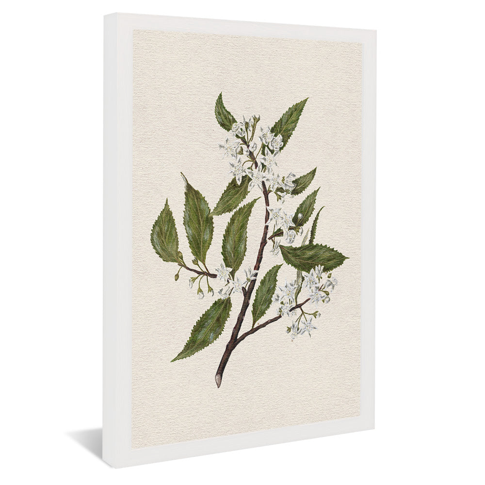 New Zealand Mallow V2495 Canvas