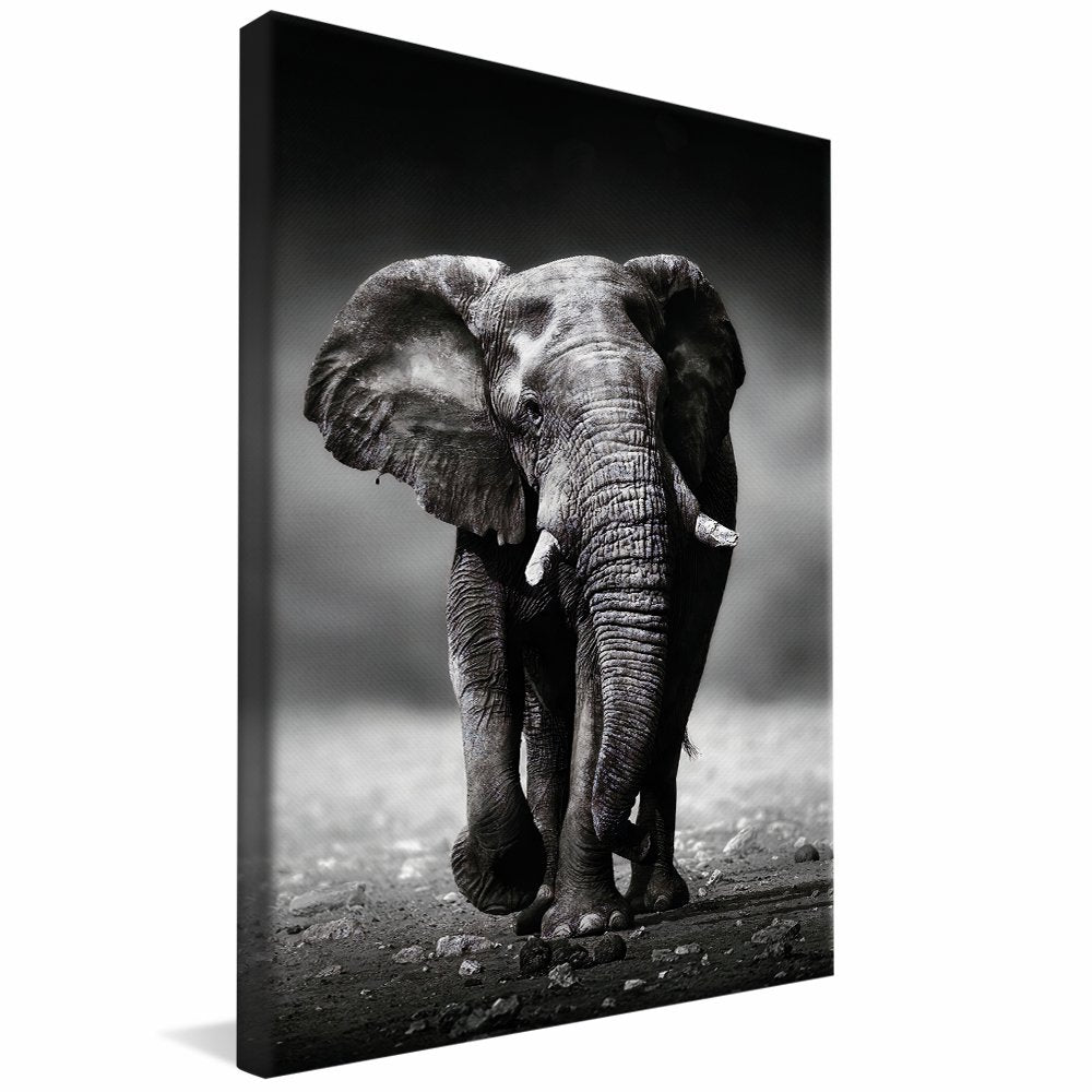 Black and White Elephant v01 Canvas