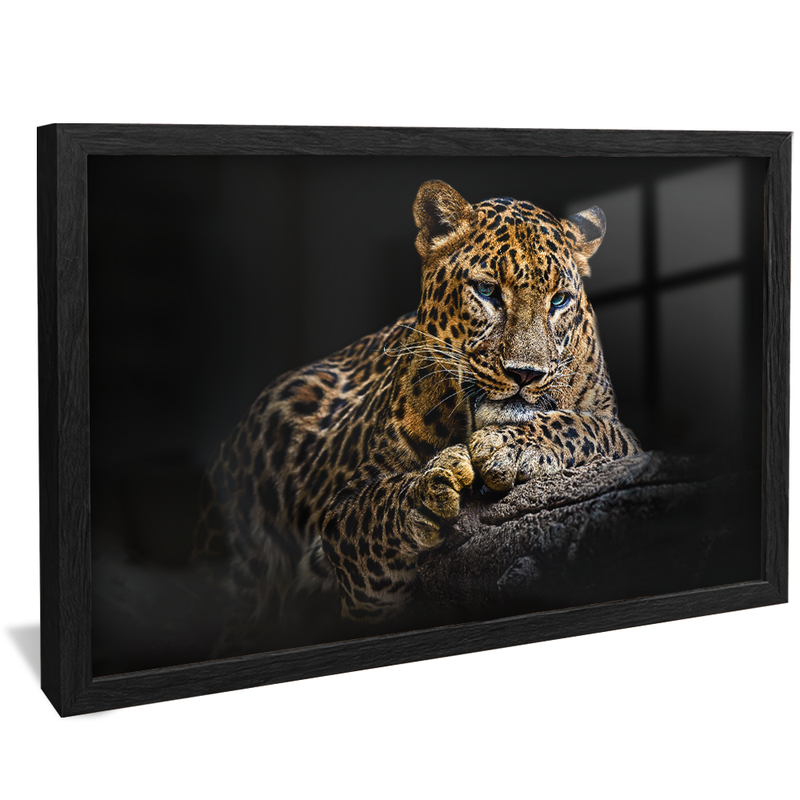Blue Eyes V1424 Canvas