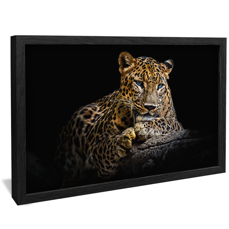 Blue Eyes V1424 Canvas