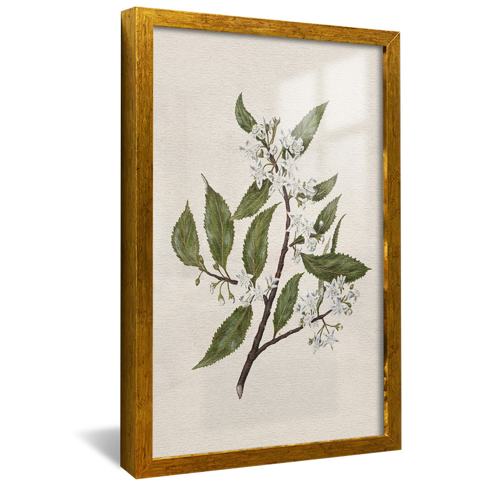 New Zealand Mallow V2495 Canvas