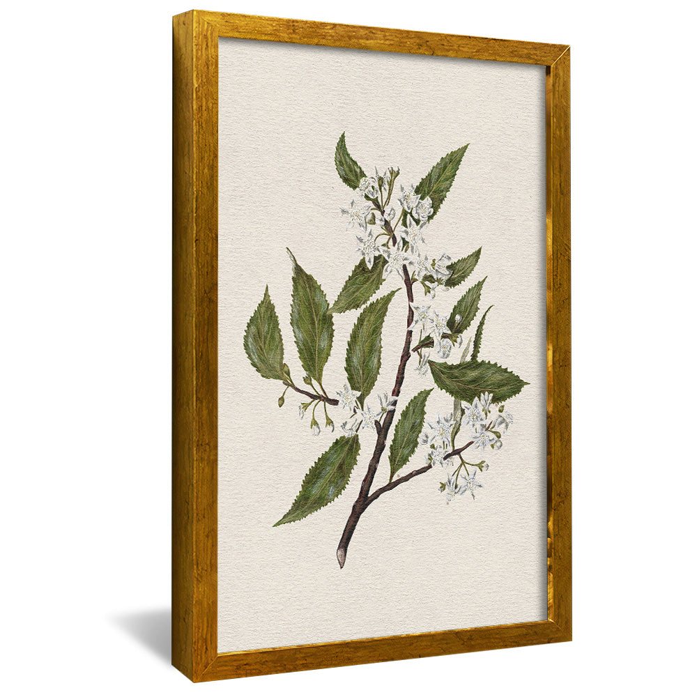 New Zealand Mallow V2495 Canvas