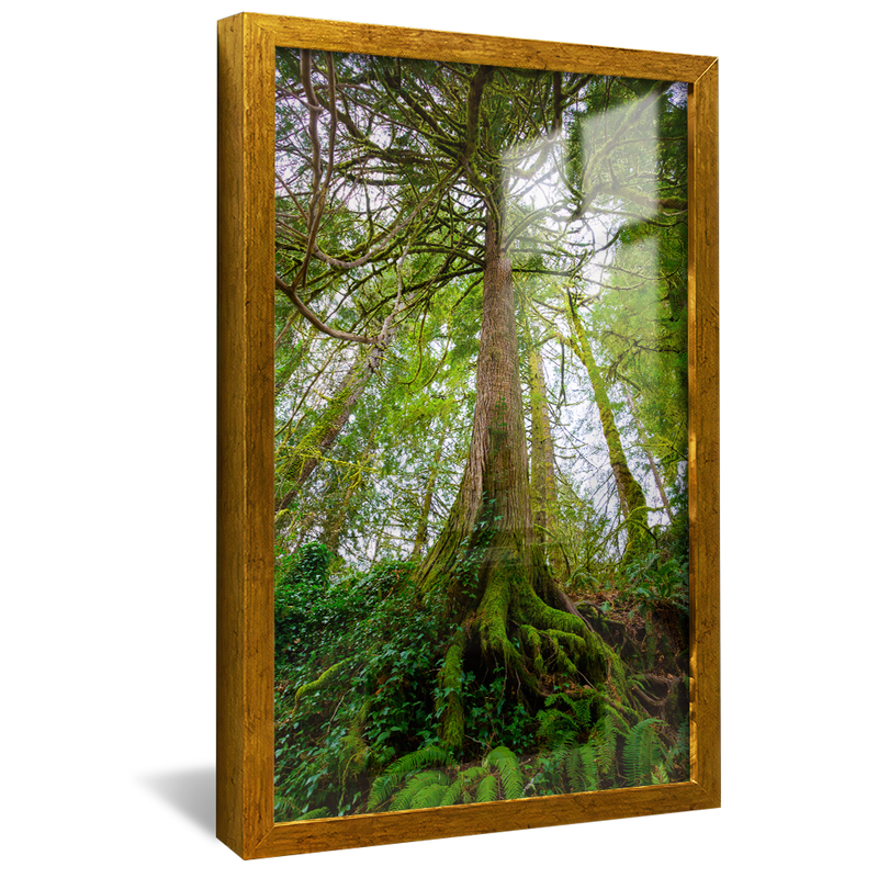 Forest and Roots V1026 Canvas