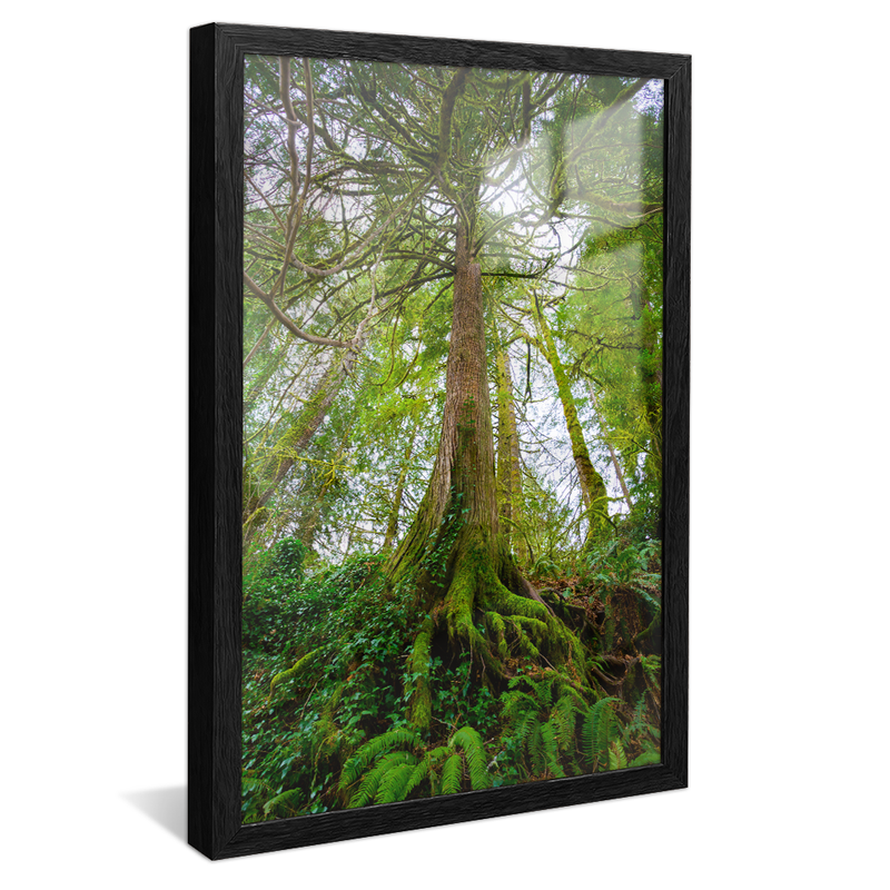 Forest and Roots V1026 Canvas