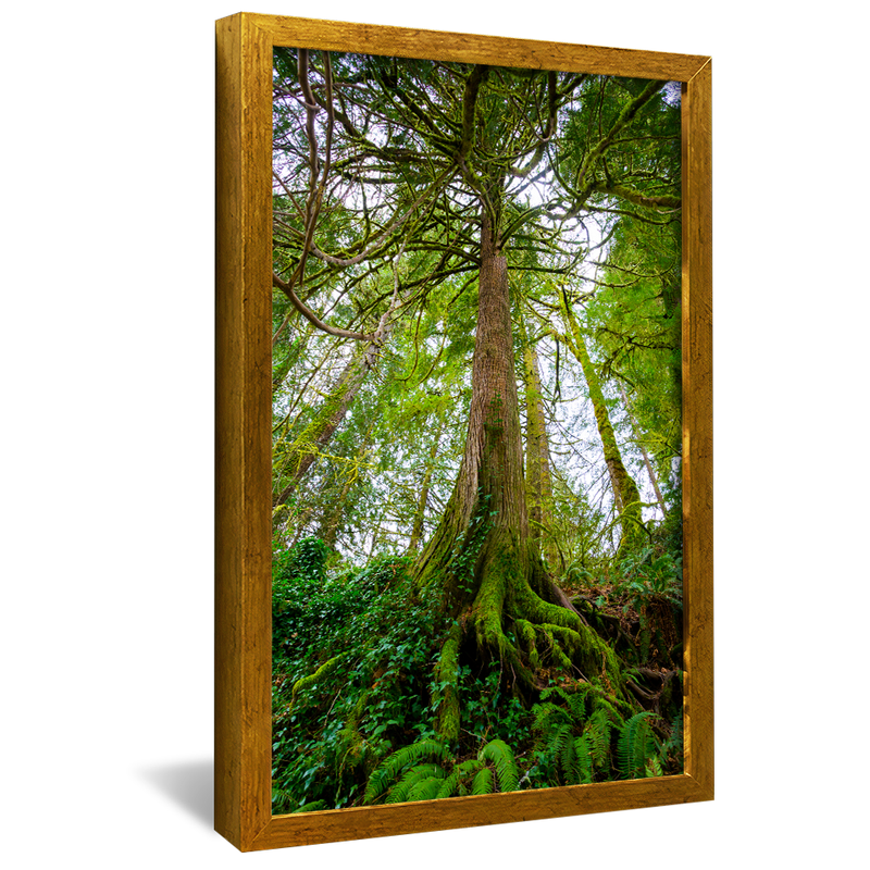 Forest and Roots V1026 Canvas