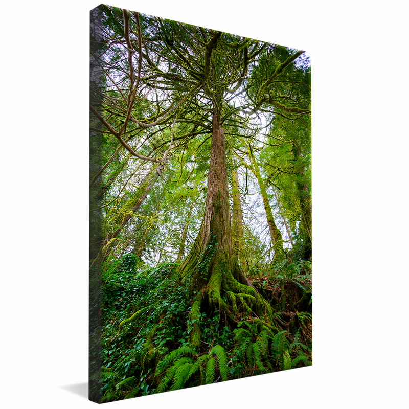 Forest and Roots V1026 Canvas