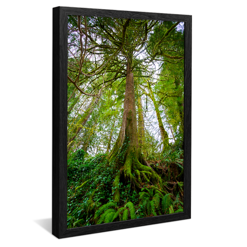 Forest and Roots V1026 Canvas