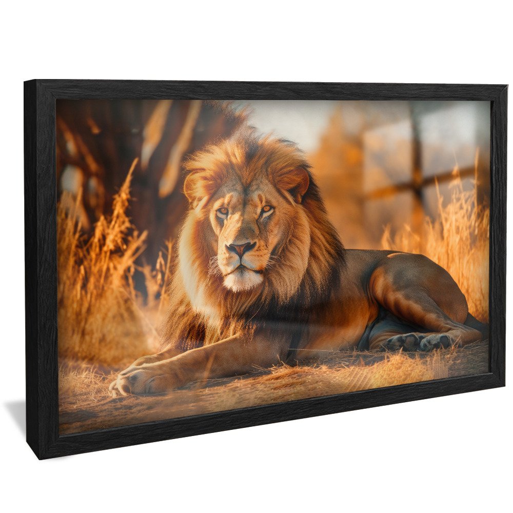 Lion at Rest V871 Canvas