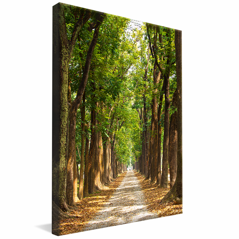 Lush Green Forest V1420 Canvas