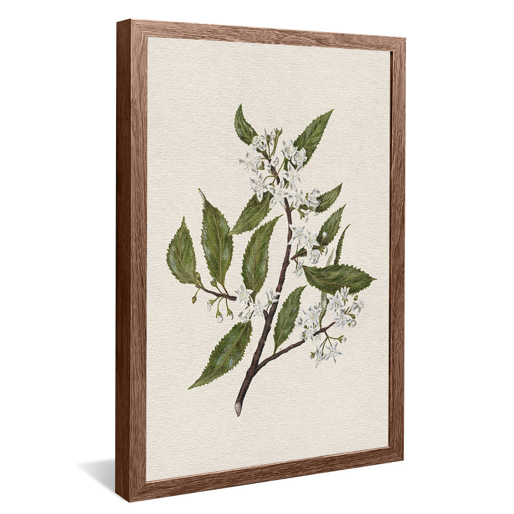 New Zealand Mallow V2495 Canvas