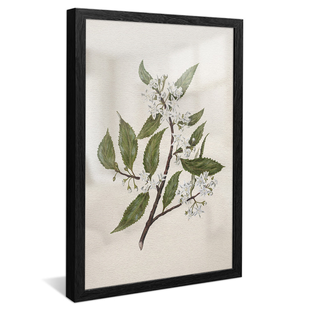 New Zealand Mallow V2495 Canvas