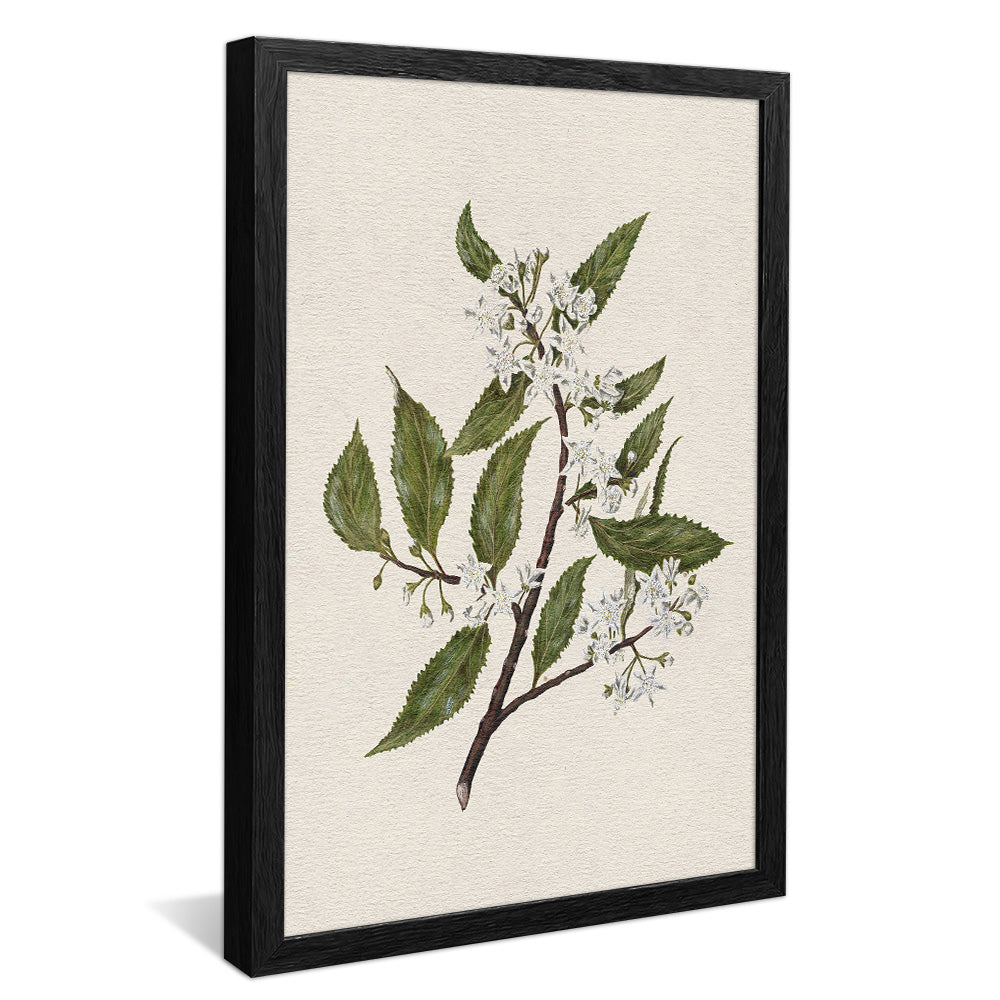 New Zealand Mallow V2495 Canvas