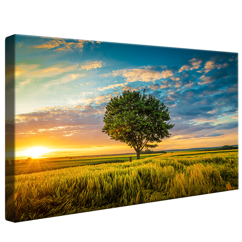 Tree in Field V1551 Canvas