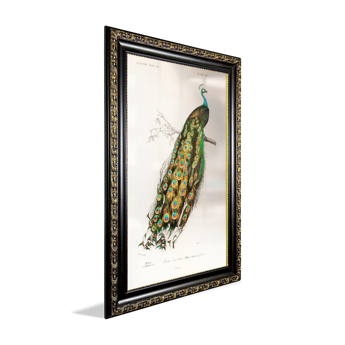 Charles Dessalines D'Orbigny Indian Blue Peafowl Canvas