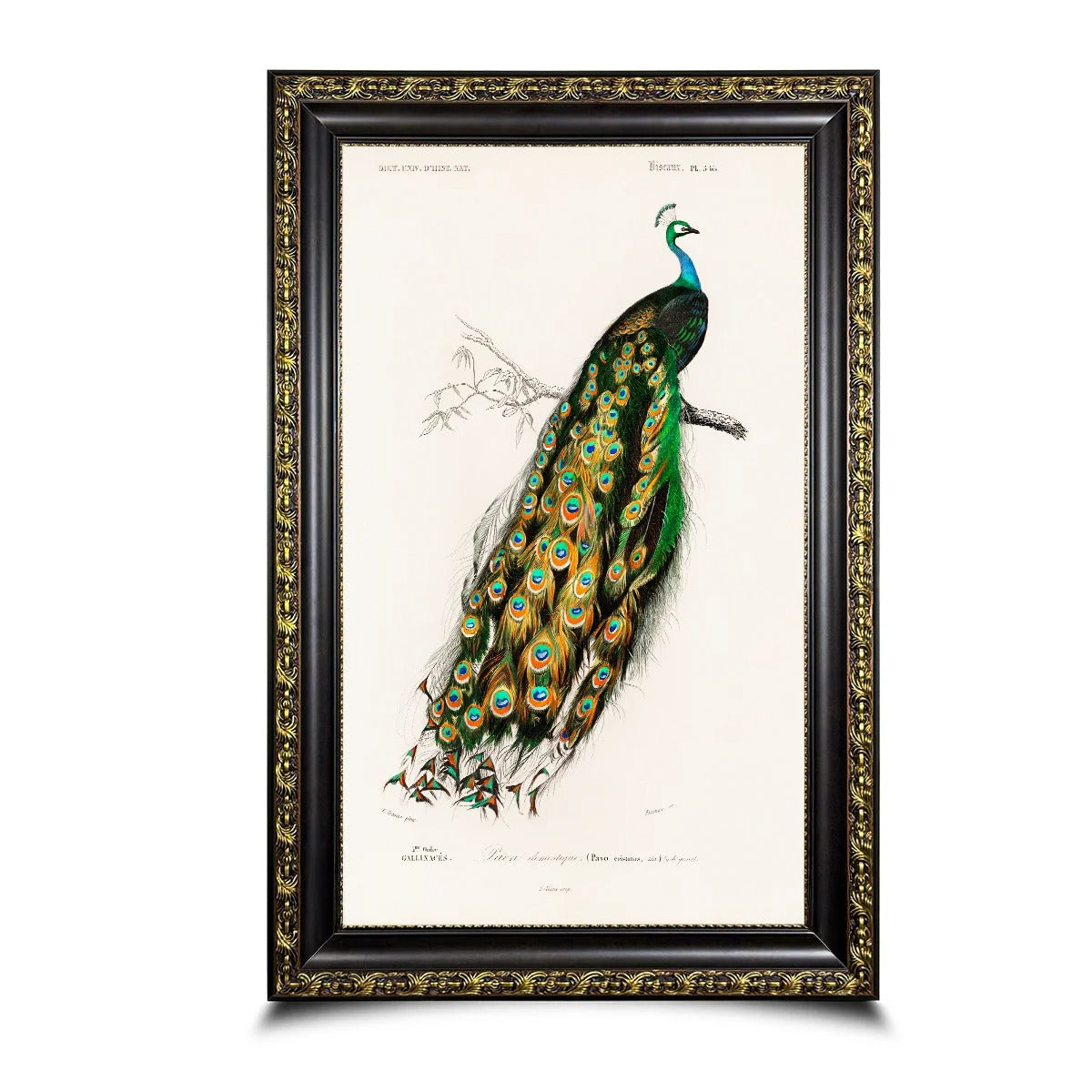 Charles Dessalines D'Orbigny Indian Blue Peafowl Canvas