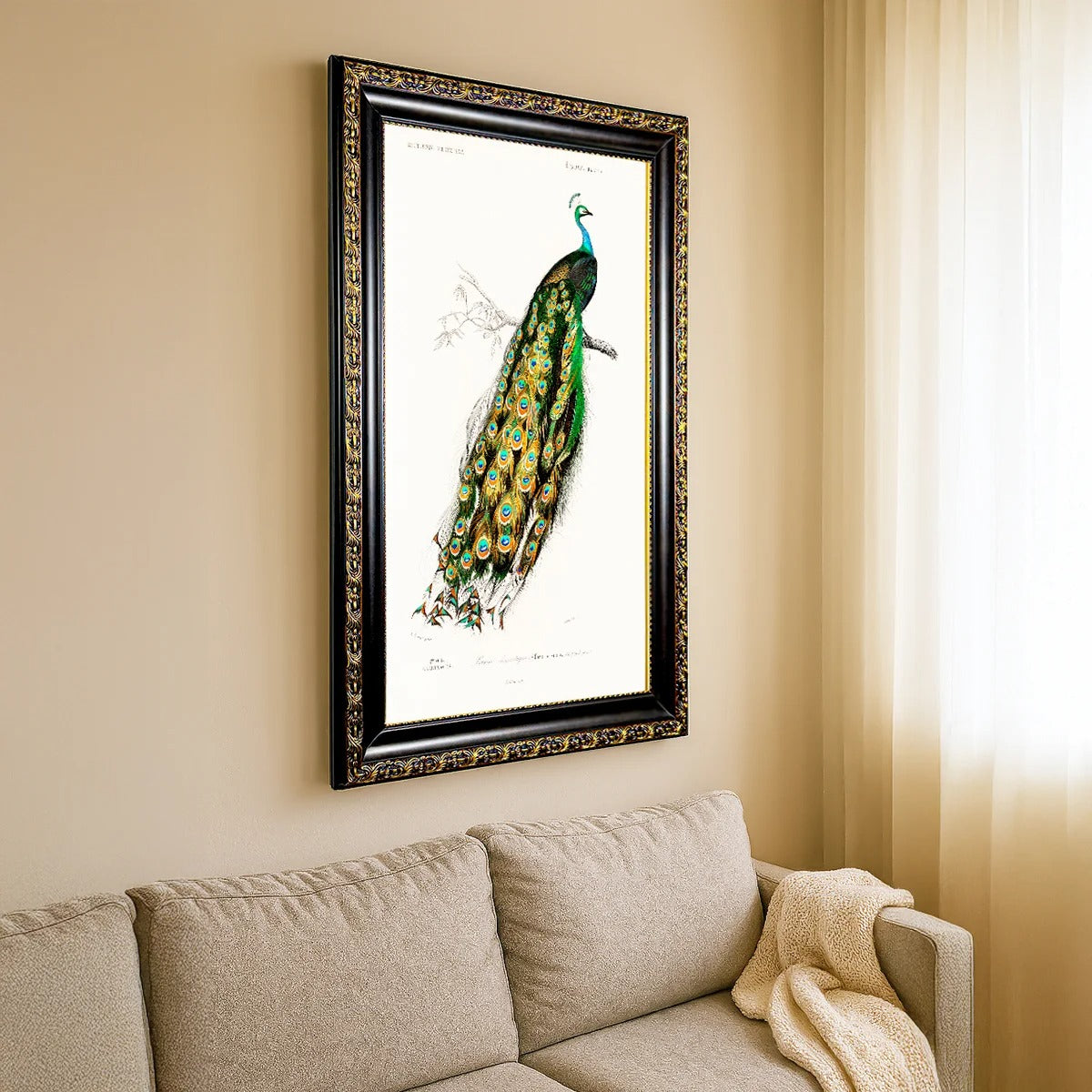 Charles Dessalines D'Orbigny Indian Blue Peafowl Canvas
