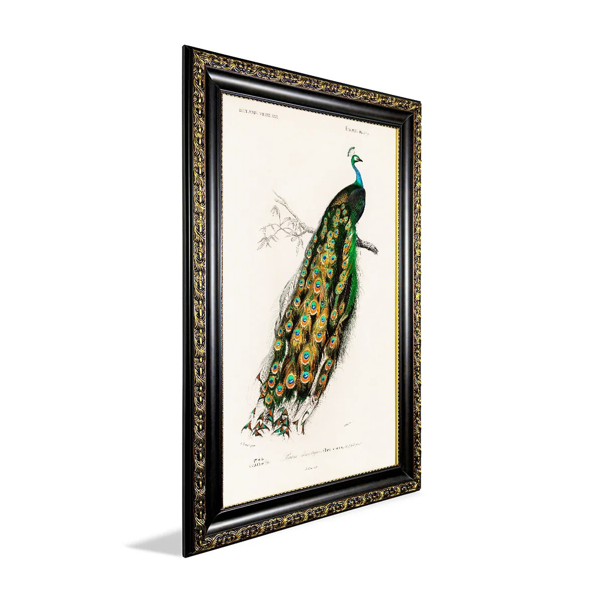 Charles Dessalines D'Orbigny Indian Blue Peafowl Canvas