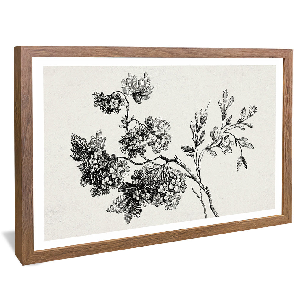 Black and White Floral Drawing V2502 Canvas